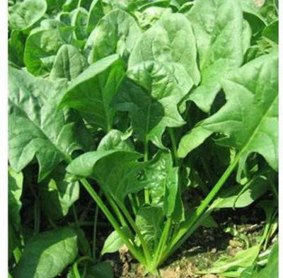 Oliver palak,spinach Seed(65 per packet)