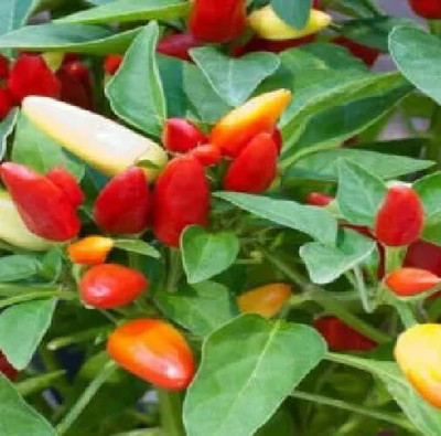 Lorvox Ornamental Chilly (Capsicum) Choice Flower Seed(20 per packet)