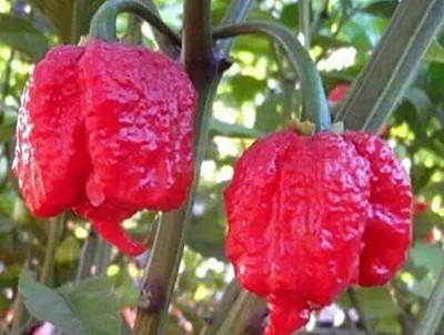 Qualtivate PUA-9A Carolina Reaper Chilli-Hottest Chilli Pepper Seed(300 per packet)