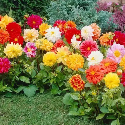 MAA Dhalia Seed(21 per packet)