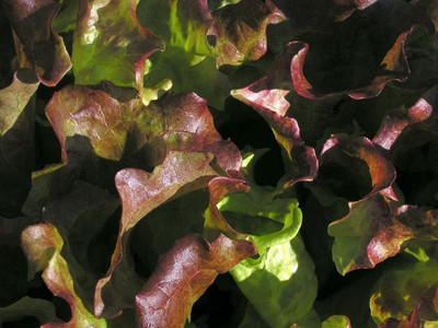 VibeX ® RXI-892 Red Salad Bowl Lettuce Seeds Seed(200 per packet)