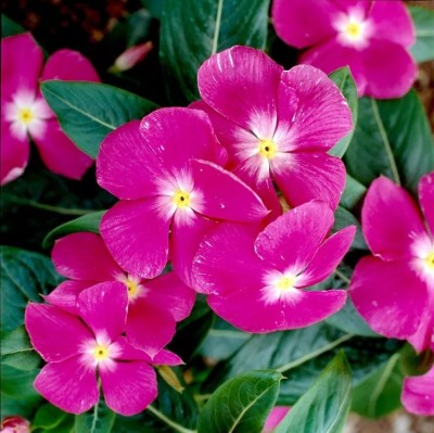 Quentova Tropical Rose' Vinca Flower-XLI-22M Seed(50 per packet)