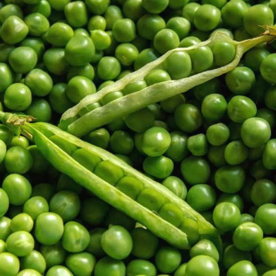 MYLAWN (मटर के बीज) (Matar) Peas Seeds Seed(100 per packet)