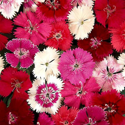 CYBEXIS Dianthus Mixed Color Seeds(60 Seeds) Seed(60 per packet)