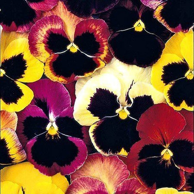 ACCELCROP Pansy Viola Mixed Flower Seed(130 per packet)