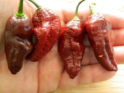 KNESSiN High Yield Chocolate Fatalii Chilli Seeds For Gardening-(2400 Seeds) Seed(2400 per packet)