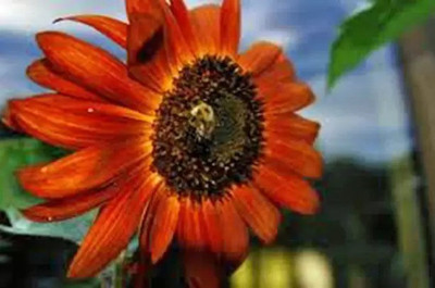 Aro Sunflower Seed(75 per packet)