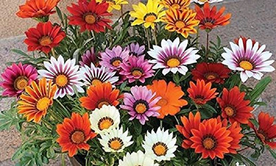 Epazo Mix Gazania Hybrid flower Seed(40 per packet)