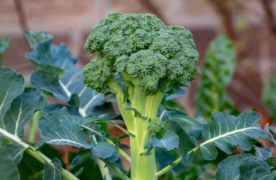 WILLVINE ROX -VIII Broccoli Seeds Hybrid F1 [10g] Seed(3000 per packet)