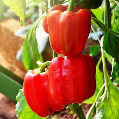KNESSiN Capsicum Red Seed(400 per packet)