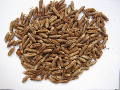 Aywal Date palm/khajur Seed(4 per packet)