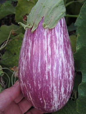 Biosnyg Heat Tolerant Italian LISTADIA Gandia Brinjal Eggplant ( Seeds) Seed(2000 per packet)