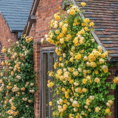 CYBEXIS VVI-21 - Yellow Climbing Rose - (300 Seeds) Seed(300 per packet)