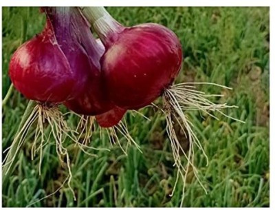 KANAYA Red Onion Vegewtable Seed(25 per packet)