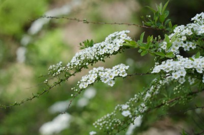 XOLDAA gypsophila flower Seed(100 per packet)