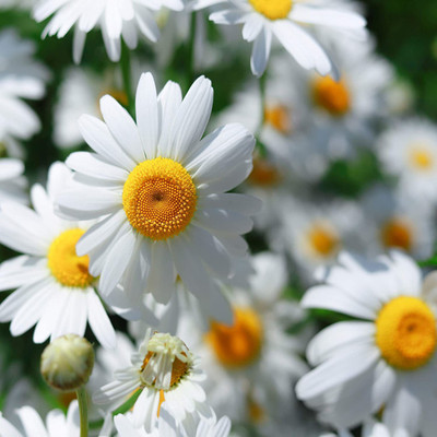 CYBEXIS VVI-72 - Chamomile Roman (Anthemis nobilis) - (2250 Seeds) Seed(2250 per packet)