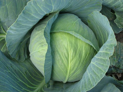 CYBEXIS Quisor Cabbage2000 Seeds Seed(2000 per packet)