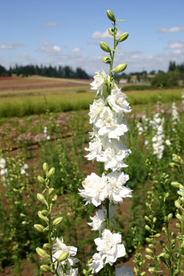 XOLDA Exotic larkspur Seed(27 per packet)