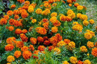 TULIP marigold/gende ka phool flower seeds Seed(50 per packet)