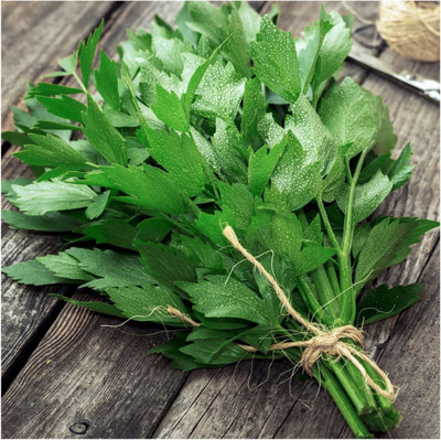 CYBEXIS XLR-91 - Lovage Herb - (750 Seeds) Seed(750 per packet)