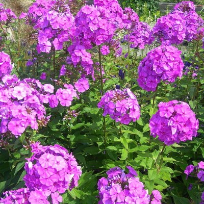 Aywal Phlox Mix Color Flower Seed(80 per packet)