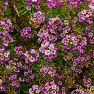 MSG Alyssum Flower Seed(50 per packet)