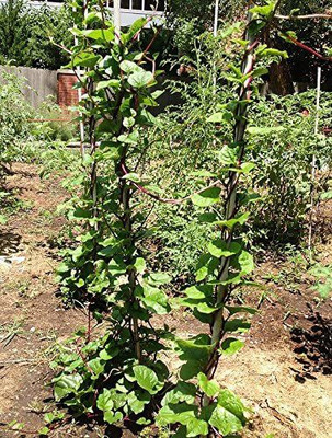 CYBEXIS XLR-91 - Malabar Red Stem Spinach Phooi Leaf - (2250 Seeds) Seed(2250 per packet)