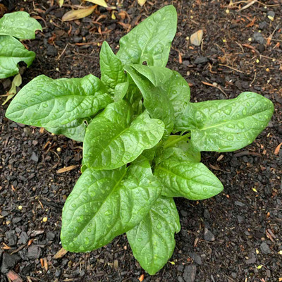 BHUSAN Palak Seeds Spinach Kitchen Garden Vegetable Seed(350 per packet)