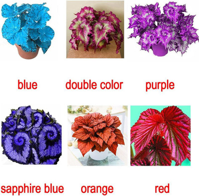 VibeX ATS-33 - Begonia Flower (Double Color) - (30 Seeds) Seed(30 per packet)