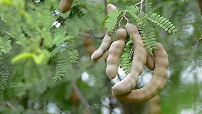 KANAYA Meethi Imli ( Tamarind) Seed(22 per packet)