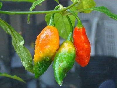 Qualtivate HYB-9A GHOST WORLDS Naga Bhut Jolokia Cobra Chilli Seed(300 per packet)