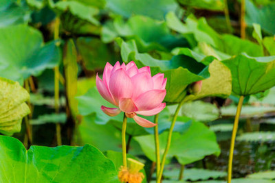 MAA lotus,kamal seeds Seed(5 per packet)