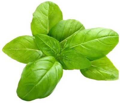 Quentova Basil Italian-RJ Seed(200 per packet)