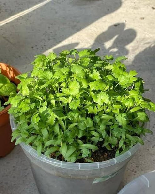 Aywal Duck-Tongue Mexican Coriander Seed(400 per packet)