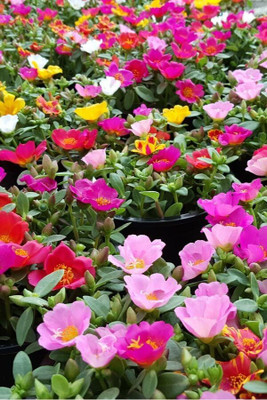 Lorvox 12'0 Clock Flower Seed(125 per packet)