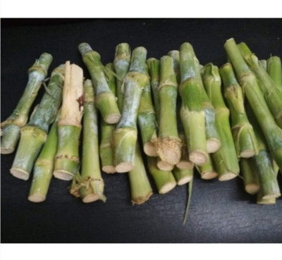 Arshiayat Super Napier live grass stick for (cow/goat/elephant eating) home plant Seed(22 per packet)