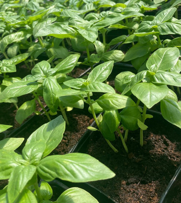 XEFRA Organic Green Basil Herb Seed(50 per packet)
