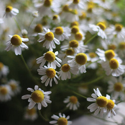 CYBEXIS NBIR-93 - Chamomile Roman - (2250 Seeds) Seed(2250 per packet)