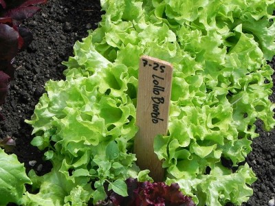 CYBEXIS Hybrid Lettuce seeds LOLLO BIONDA old Italian heritage variety4000 Seeds Seed(4000 per packet)