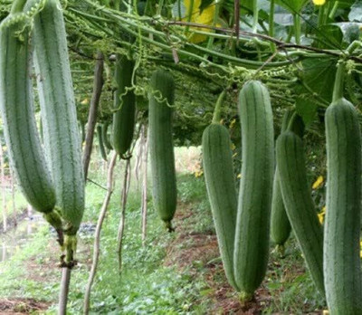 Qualtivate HYB-1A Luffa Smooth Sponge Gourd Vine Seed(50 per packet)