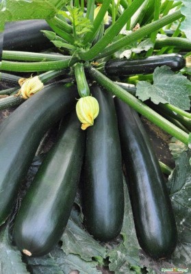 Qualtivate GBPT-3A Zucchini Squash Black Beauty Seed(30 per packet)