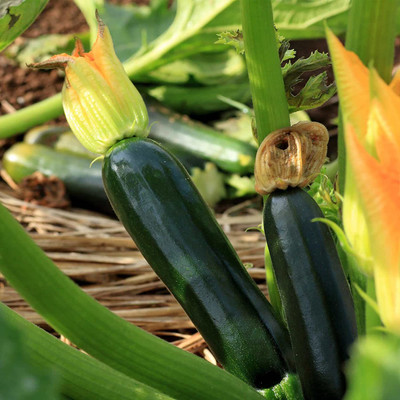CYBEXIS LX-98 - Black Beauty Zucchini - (75 Seeds) Seed(75 per packet)