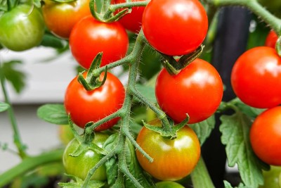 TRICONE Organic Red Tomato Plant Seeds Tamatar Beej 230 Seeds Pack GH6 Seed(230 per packet)