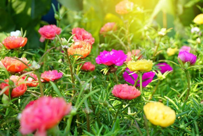 ibains 10 o clock plant seeds Seed(70 per packet)