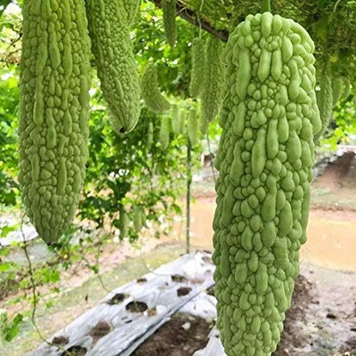 Qualtivate PUA-1A Heirloom White Balsam Pear Bitter Melon Seeds Seed(50 per packet)