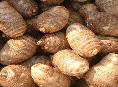 MOONQULTY Taro(Kachu) Root Plant Sedds Pack Of 1 Seed(1 per packet)