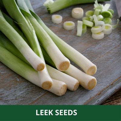 WILLVINE PUSA -XII LEEK/GREEN ONION SEEDS [1g] Seed(750 per packet)
