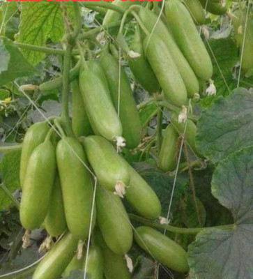 Onion beej Kgp cucumber seeds highest yield early fruiting long time harvesting Seed(25 g)