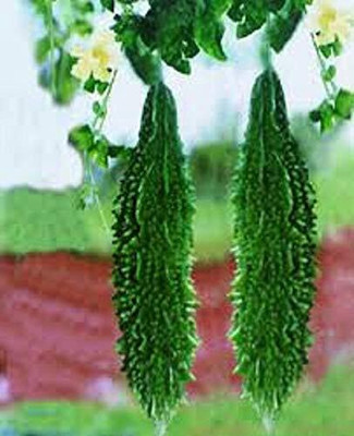 Aywal Indian Baby Bitter Melon Seed(20 per packet)