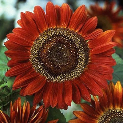 VibeX ATS-33 - Sunflower - (150 Seeds) Seed(150 per packet)